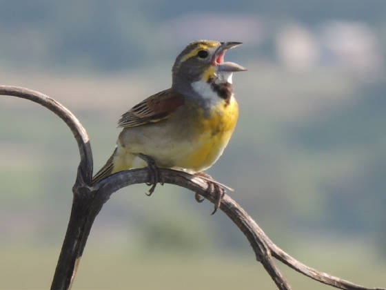 dickcissel6102017jn.jpg