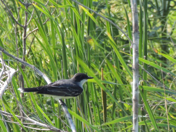 easternkingbird6102017jn.jpg