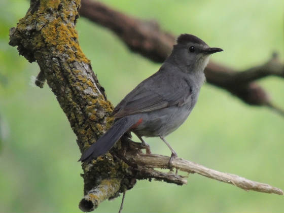 graycatbird6102017jn.jpg