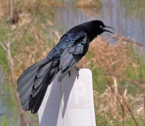 cbgreattailedgrackle4222017.jpg