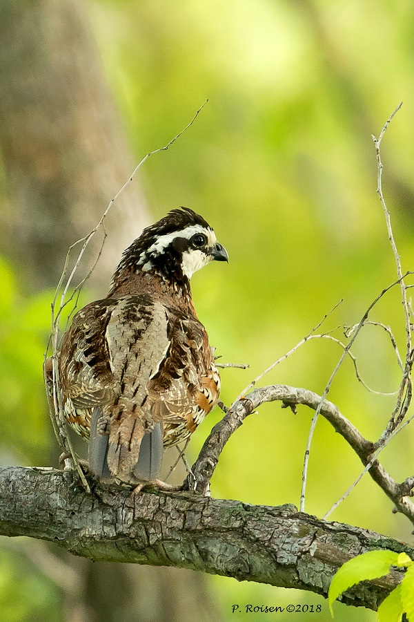 northernbobwhitepr.jpg