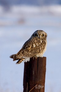 Short-eared Owl