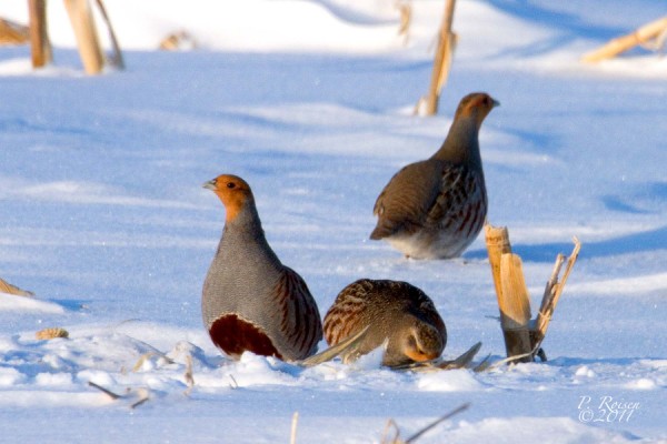 Gray Partridge