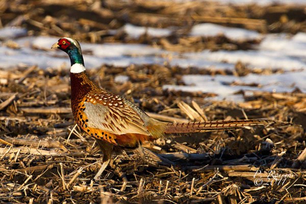 Ring-necked Pheasant