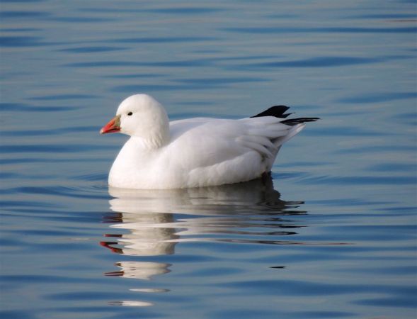 Ross's Goose