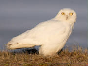 snowyowluk.jpg