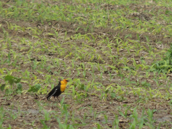 yellowheadedblackbird6062015jn.jpg