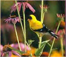 goldfinchbird.jpg